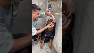 Rottweiler Daisy ne Liver tonic vomiting kr de 😰❌rottweiler shorts dog viral [upl. by Noisla501]