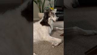 how to cuddle your comrade part 1 russianwolfhound borzoi dogsofyoutube [upl. by Dam214]