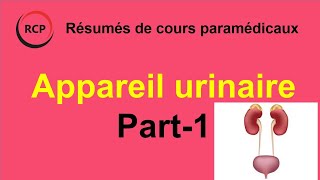 Appareil urinaire Anatomie  Part 1 [upl. by Daune]