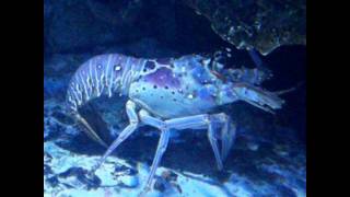 LOBSTERS  BLUEBLOODED CANNIBALS OF THE DEEP [upl. by Sucramej166]