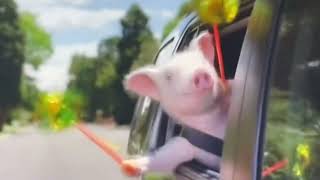 Geico ￼pig from Geico commercial￼ wee wee wee 48 seconds [upl. by Binette]