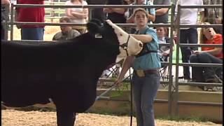 Jr Beef Cattle Show  2013 Williamson County Fair [upl. by Aerdno]