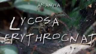 aranha  Lycosa erythrognatha [upl. by Ashbey378]