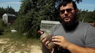 Raising Chukar Partridge [upl. by Rhodes]