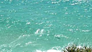 Surfing with Sharks at North Stradbroke Island 2 [upl. by Ainalem]