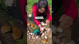 ¿Por qué esta chica está rompiendo el huevo del pavo real😮 shortsvideo [upl. by Akialam578]