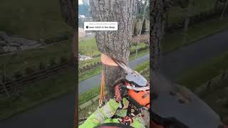 Climbing Arborist removing a tree in a tight spot [upl. by Hilde556]