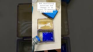 Destaining Coomassie blue stained SDS PAGE gel [upl. by Sabir]