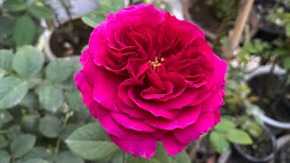 Munstead Wood Rose Review 14 March 2023 [upl. by Ennaylil58]