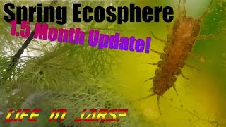 HUGE Spring Ecosphere update  SO MANY MYSTERIES [upl. by Mariand]