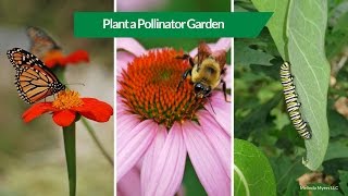 How to Plant a Pollinator Garden [upl. by Undis]