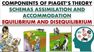 Basic components of Piagets theory schema AssimilationAccommodationEquilibriumDisequilibrium [upl. by Carmencita]