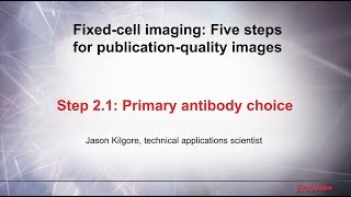 21 Primary antibody choice–Fixed cell imaging 5 steps for publicationquality images [upl. by Norabal815]