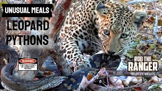 Leopard Devours Double Python Feast  Unusual Meals 🐆🐍🐍 [upl. by Karla513]