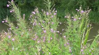 Great willowherb Epilobium hirsutum [upl. by Stalder]