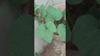 Garden setup day 1 gardening garden minivlog terracegardan plants gardeningtips [upl. by Mcallister502]