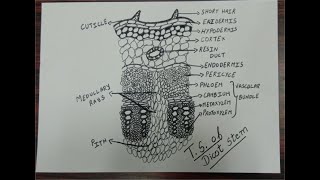 HOW TO DRAW TRANSVERSE SECTION OF DICOT STEM  BIOLOGY [upl. by Sirdna]