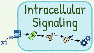 Intracellular Signaling  Second Messenger System [upl. by Ahtnicaj]