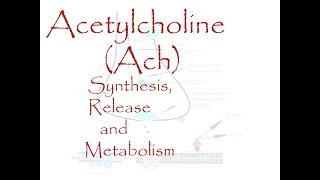 Acetylcholine Ach bio synthesis release and metabolism [upl. by Aissac]