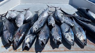 BOAT Full of TRASH FishCatch Clean Cook Bonito False Albacore [upl. by Olethea]