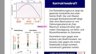 Motorische Endplatte Muskelspindel a Motoneuron [upl. by Goodrow486]