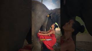 لماذا تجمع هذة الفتاة فضلات الفيل 🐘 🤢💩؟ [upl. by Isidora]