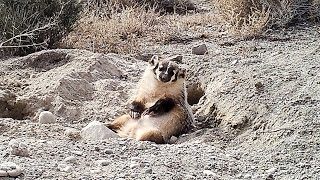 Watch a Badger Bury a Cow [upl. by Uyr]