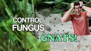 5 EASY Ways to WIN Against Fungus Gnats [upl. by Esilanna]