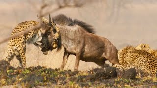 Cheetah Takes on Dangerously Large Prey  Dynasties II  BBC Earth [upl. by Artenal170]