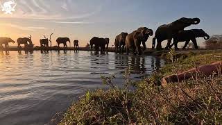 Experience the beauty of elephants in stunning 4k ☀️ [upl. by Llerut]