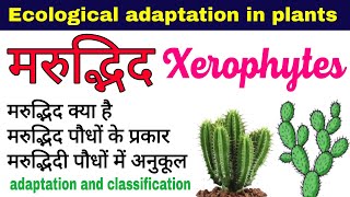 मरुद्भिद पौधे  xerophytic plants in hindi  classification of xerophytes  adaptation in plants [upl. by Limak]