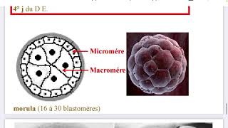 1er Semaine du développement Embryonnaire  PARTIE 2  embryologie [upl. by Tiossem967]