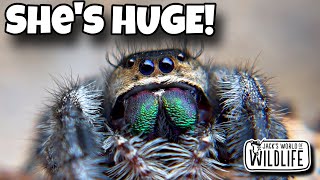 MEET The LARGEST Jumping SPIDER In The US [upl. by Nywroc]