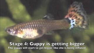 Stages of a Guppys Pregnancy [upl. by Nanice]