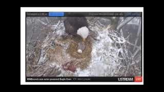 Mama Bald Eagle Feeds Babies  MN Bound Eagle Cam [upl. by Anihpled]