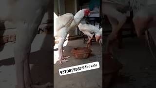 aseel murge wala haiyoutube birds [upl. by Luebke]