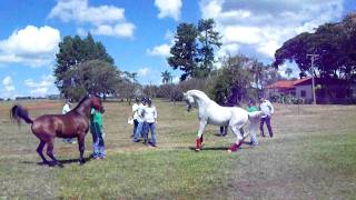 Arabian horse  Haras Engenho Brazil  Hylan [upl. by Figueroa574]