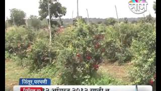 Balaji Palves pomegranate farming success story [upl. by Sjoberg]