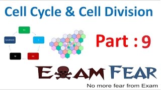 Biology Cell Cycle amp Cell Division part 9 Mitosis  Cytokinesis Significance CBSE class 11 XI [upl. by Lehcnom563]