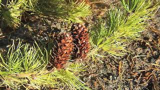 Larix occidentalis Pinaceae western larch [upl. by Garnette]