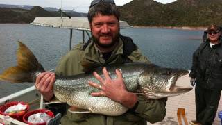 Huge lake trout caught and released in Flaming Gorge Utah [upl. by Nerad]