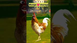 Murga vs murgi🇨🇴 shorts comedy funny fypシ゚viral fyp thetharpuns thetharpuns [upl. by Petes989]