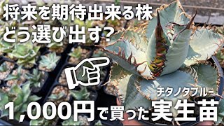 【アガベ】チタノタ･オテロイ小苗選びのポイント【講師ベランダ栽培マン】 [upl. by Norry975]