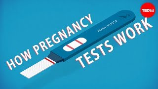 How do pregnancy tests work  Tien Nguyen [upl. by Enyaw]