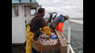 Lobster Fishing at North Berwick Scotland [upl. by Yee]