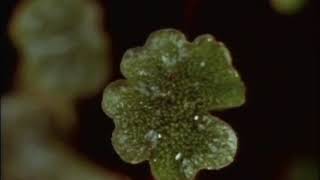 Liverwort Marchantia reproduction [upl. by Gard444]