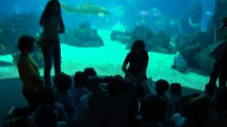 Visita completa do Oceanario de Lisboa [upl. by Chamberlin788]