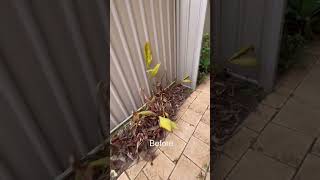 Quick Backyard Cleanup QuickHouseCleaning SpeedCleaning FastCleaningTips CleanWithMe clean [upl. by Ennagroeg184]