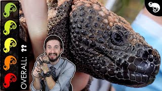 Gila Monster The Best Pet Lizard [upl. by Dohsar]