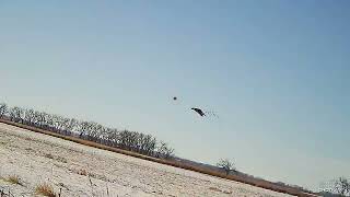 South Dakota 2022 Shotkam highlight video Massive SODAK pheasant flush [upl. by Donohue285]